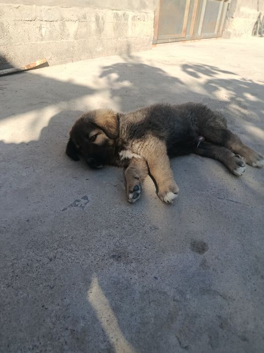 Tozza bo'ribosarlar sotiladi 2 ta  To'gdan keltirilgan 4 oylik  e