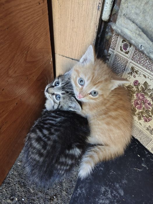 Отдадим котят в добрые руки