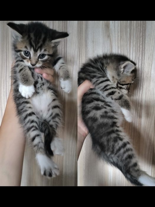британские котята