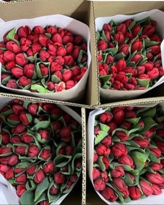 Тюльпаны оптом на 8 марта Алматы