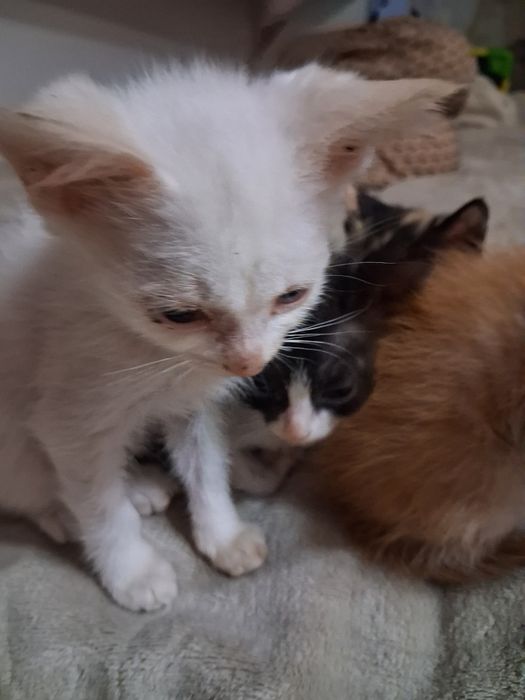 Отдам котят (Бесплтно)