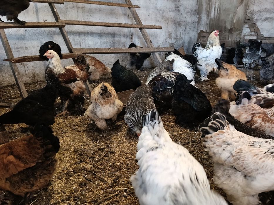 Продам петухов Брама