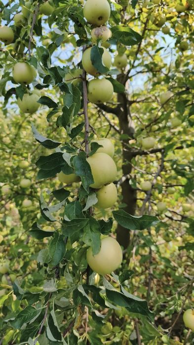 Mere pentru suc, consum, industrie,sucuri naturale