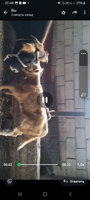 Сауын сиыр сатылады