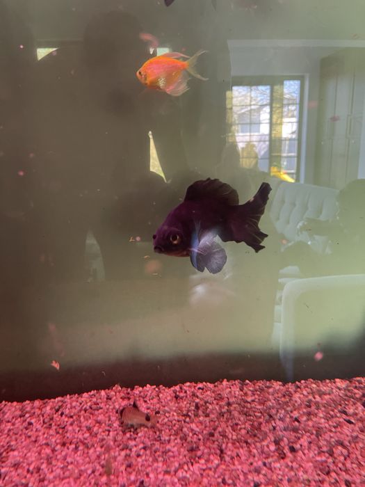 Pesti de acvariu Carasi de vanzare