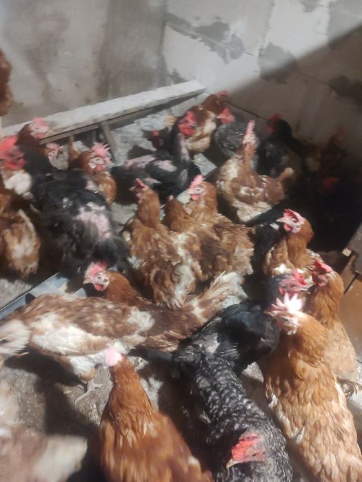 Vând găini ouătoare