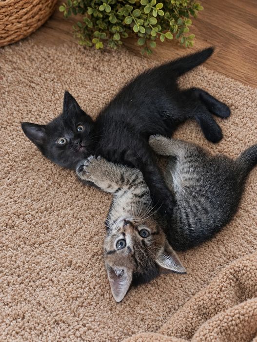 Котята Шотландцы