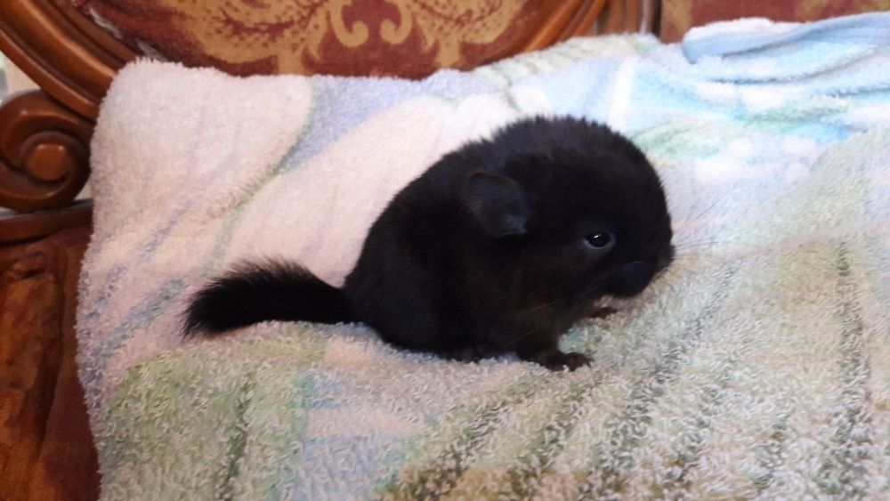 Шиншилла любимый питомец