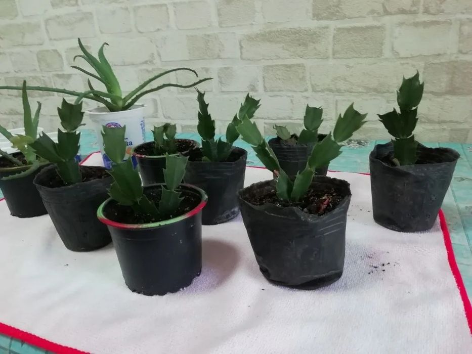 Укорененные черенки декабриста