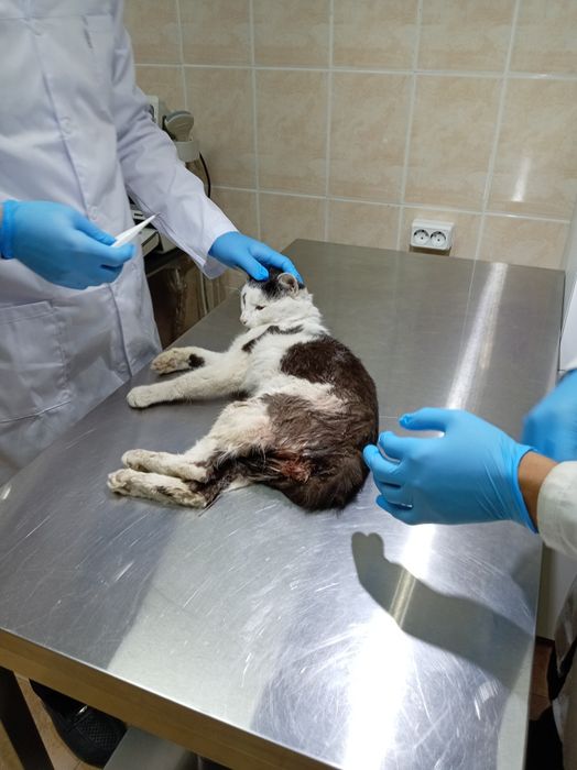 Hayvonlarga veterinar xizmati