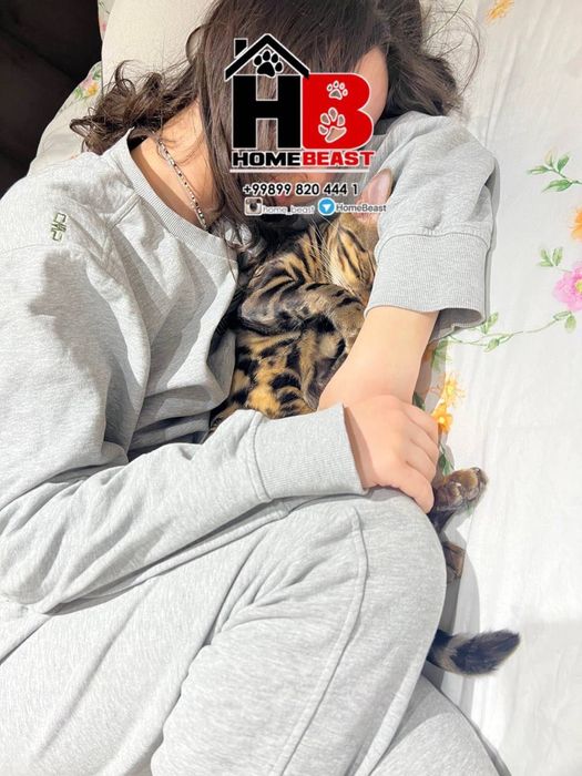 Клубные бенгальские котята шоу класса