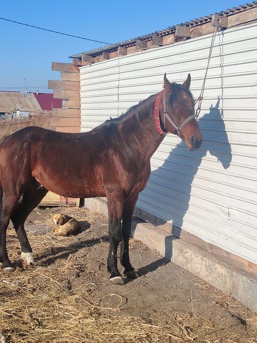 Продам жеребца 5лет полукрове