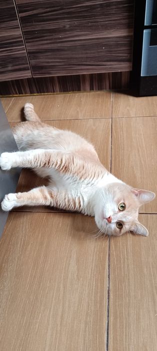 Молодой котик ищет дом