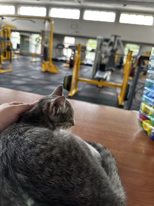 Кошечка ищет дом срочно
