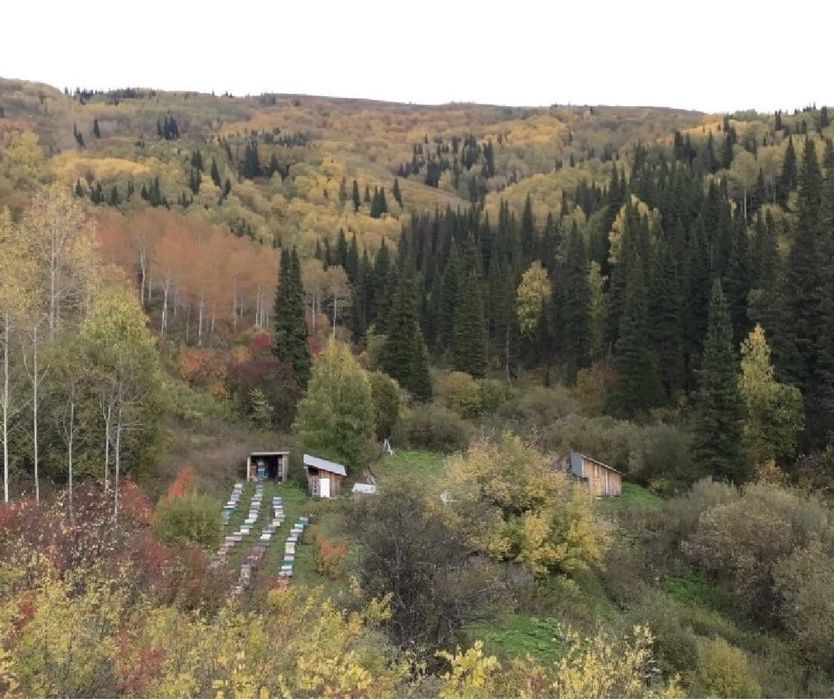 Мёд горно лесное разнотравье