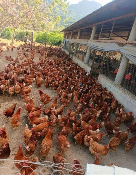 ‼️04-05 -06-februarie 2026 livrăm in județul BV.  SB. CV. MS. HR.   ‼️