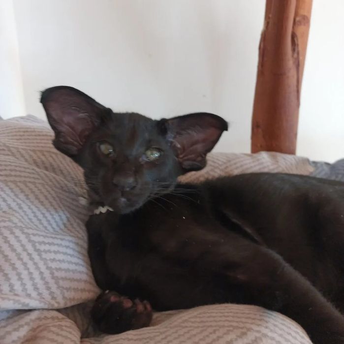 Ориентальные котята экстрим