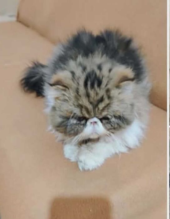 Търся персийска котка