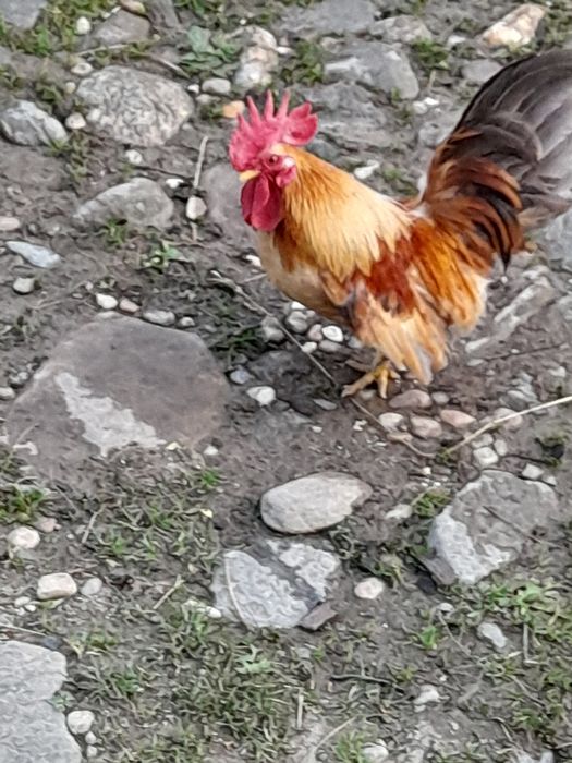 Chabo de Columbia am 2 si un cocoș de matase japoneza