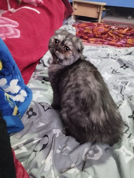 Britaniya flodi 100$