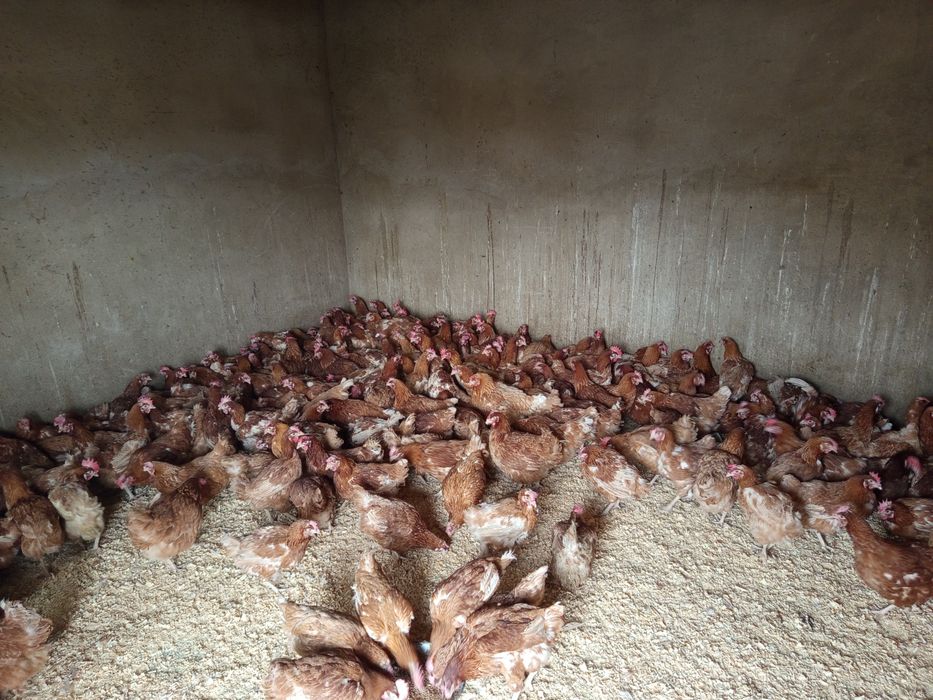 Продам курей 4500