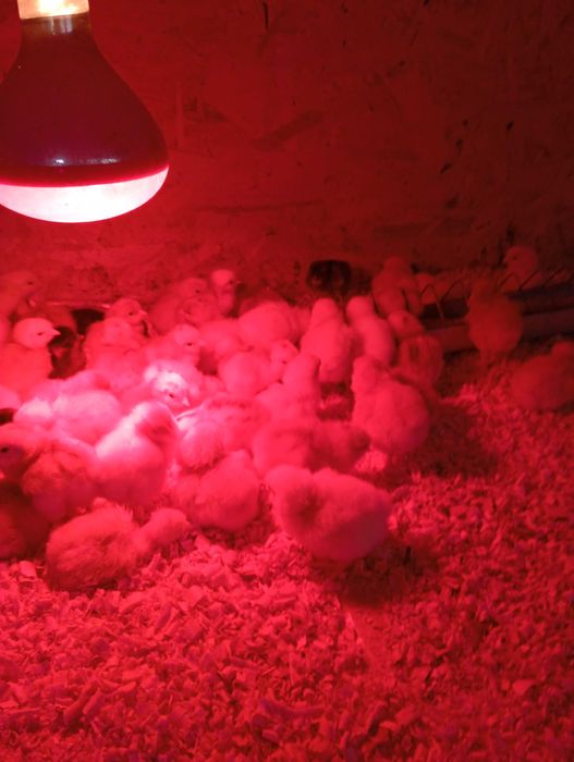 Vând pui de găină de o zi