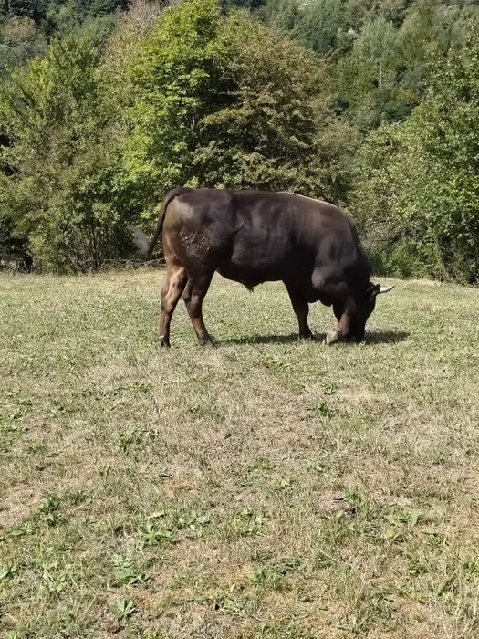 Taur  de vânzare