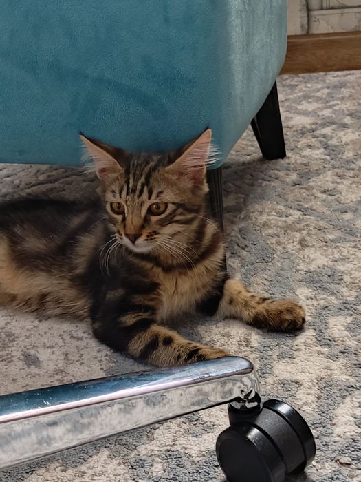 Котёнки даром 3 месяца