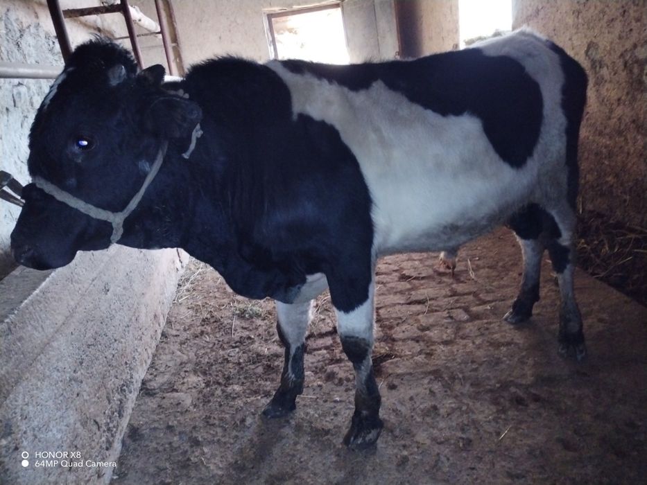 Novos sotiladi sog'lom