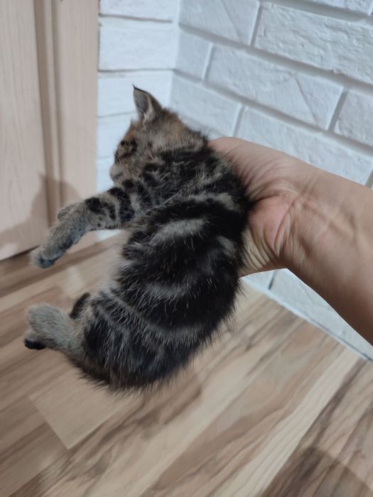 Котята,бесплатно