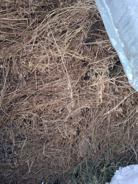 Vând baloți de lucernă