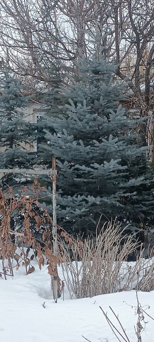 Ёлки голубые и зелёные продам