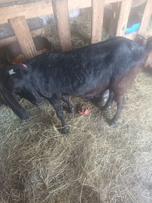 Angronubiana bună de lapte prima fatare
