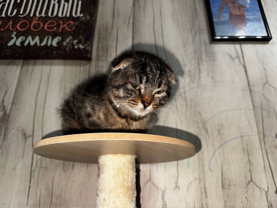 котенок ищет дом