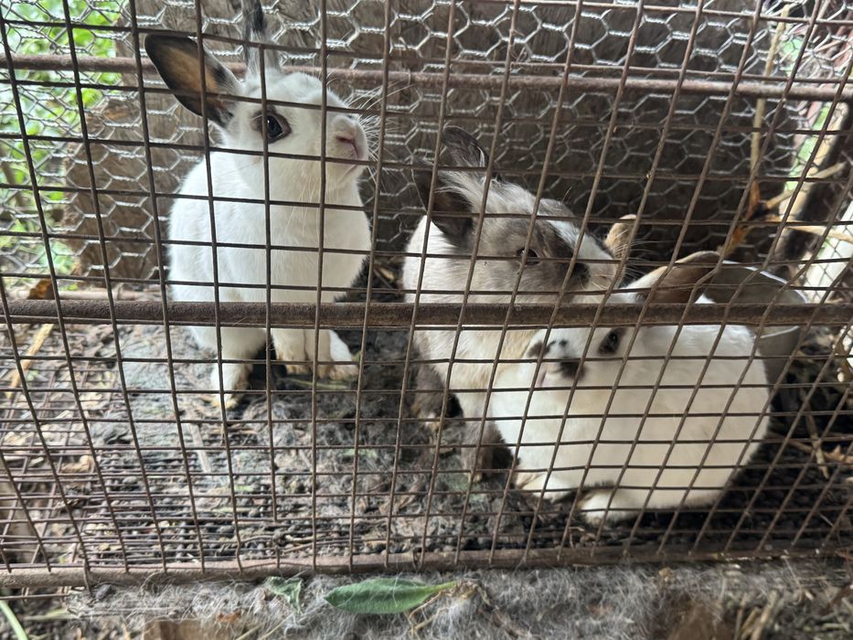 декоративные кролики