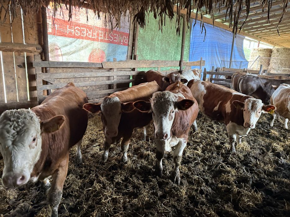 De vanzare taurasi/vitei
