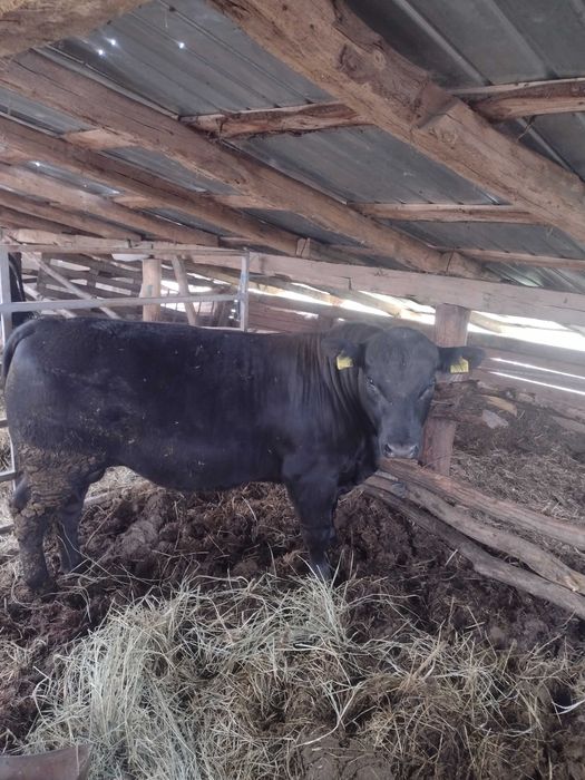 Vând tauri Angus