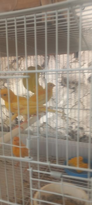 Продаётся конорейка