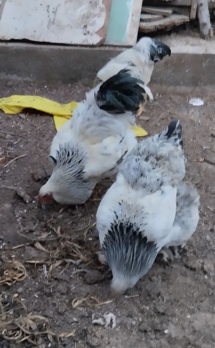 Brama tuxum sotlad Urganchda