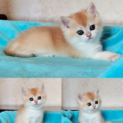 Золотая шиншилла эксклюзив.