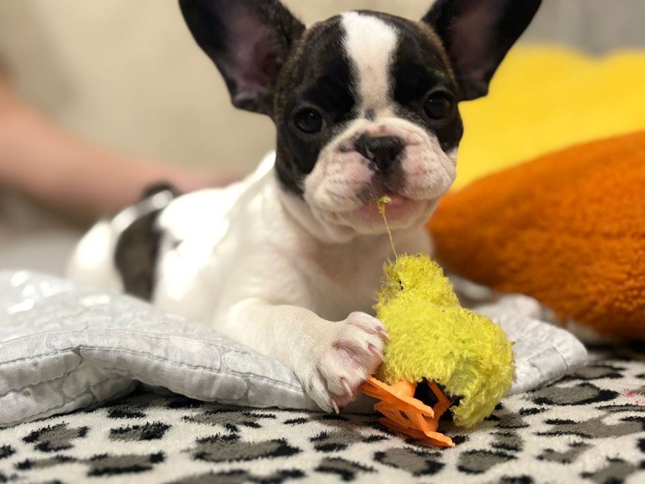 Щенки Французского бульдога. Редкий окрас. Шикарные щенки Девочки.