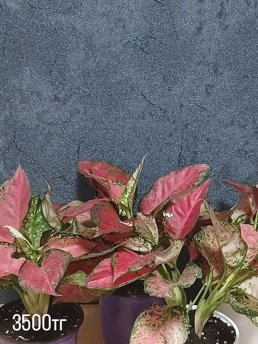 Комнатные растения от 2500