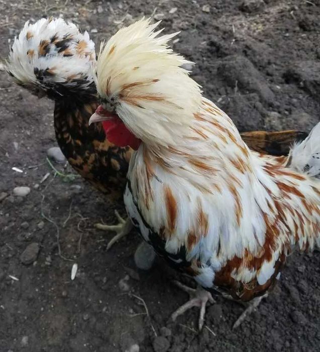 Куры, Петухи, Цыплята с курицей по сезону Голландские Белохохлые