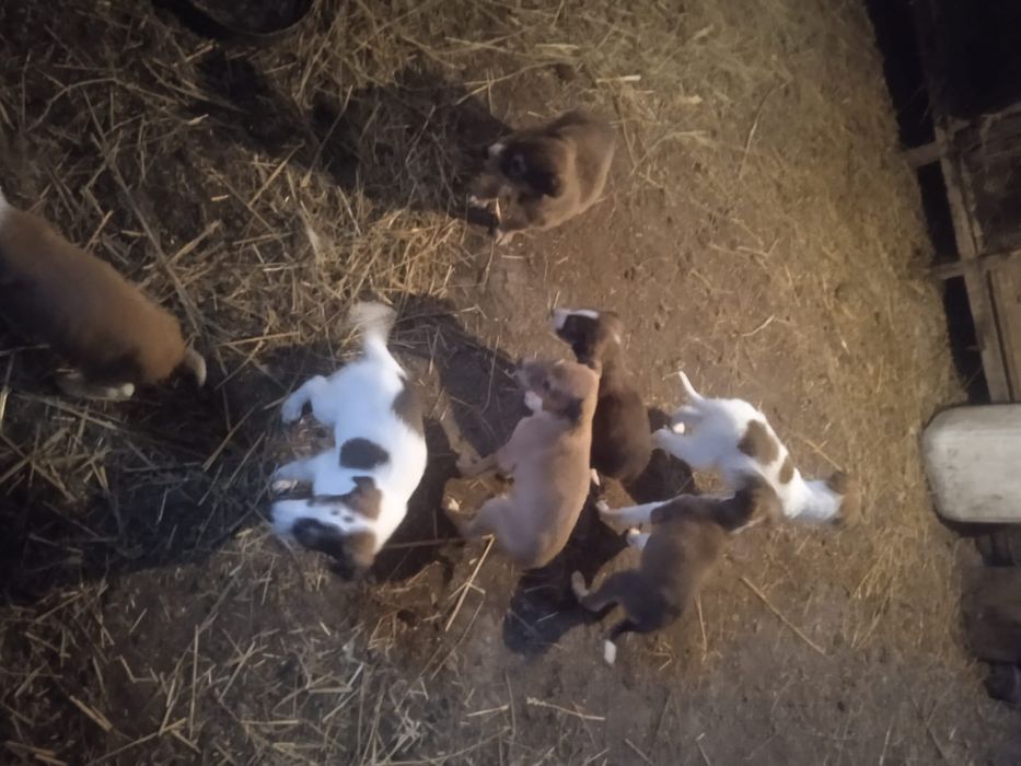 Продам щенков тазых