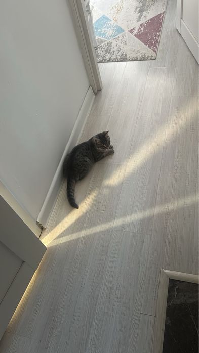 Продается кошка шотландка