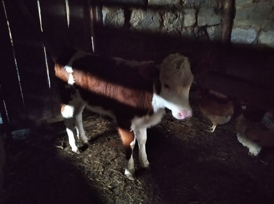 Продам корову с телёнком