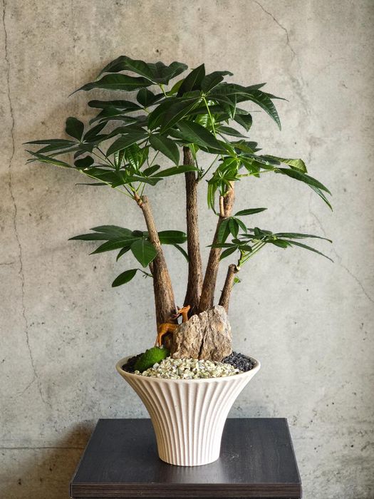 Пахира Бонсай Цветы Орхидея Орхидеи