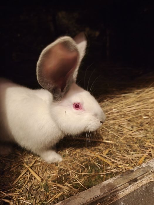 Uriaș german de vânzare