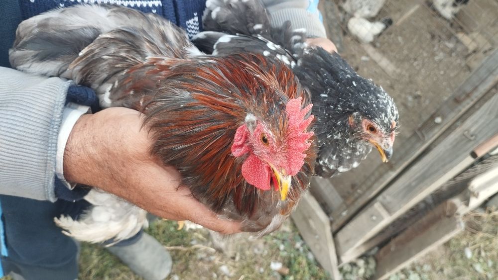 цыплята кохенхины