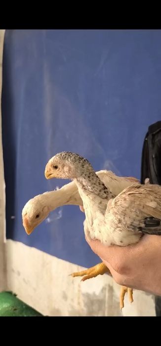 Xon azill parrot индийски азил